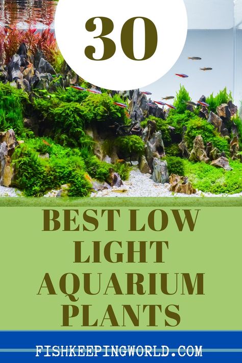 Best low light aquarium plants you can have. All plants need some exposure to light to grow, but you don’t need an expensive high-tech lighting system to create an attractive aquascape. Many aquarium plants will do just fine in low light. We have rounded up over 30 different species that you can keep in low light aquariums. Keep reading on this pin to discover more. #lowlightplants #aquariumplants #aquarium Low Light Aquarium Plants, Aquarium Plants For Beginners, Low Tech Aquascape, Plants For Low Light, Plants For Beginners, Freshwater Plants, Freshwater Aquarium Plants, Fish Keeping, Aquascape Design