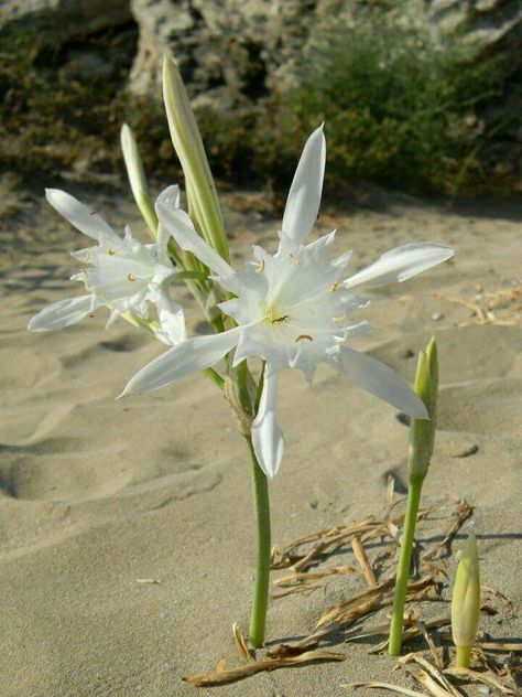 Pancratium maritimum, or sea daffodil, is a species of bulbous plant native to both sides of the Mediterranean region and Black Sea from Portugal, Morocco and the Canary Islands east to Turkey, Syria, Israel and the Caucasus. Greek Plants, Sicily Trip, Sea Daffodil, Greek Flowers, Bulbous Plants, Large Flower Pots, Daffodil Flower, Flower Essences, Unusual Plants