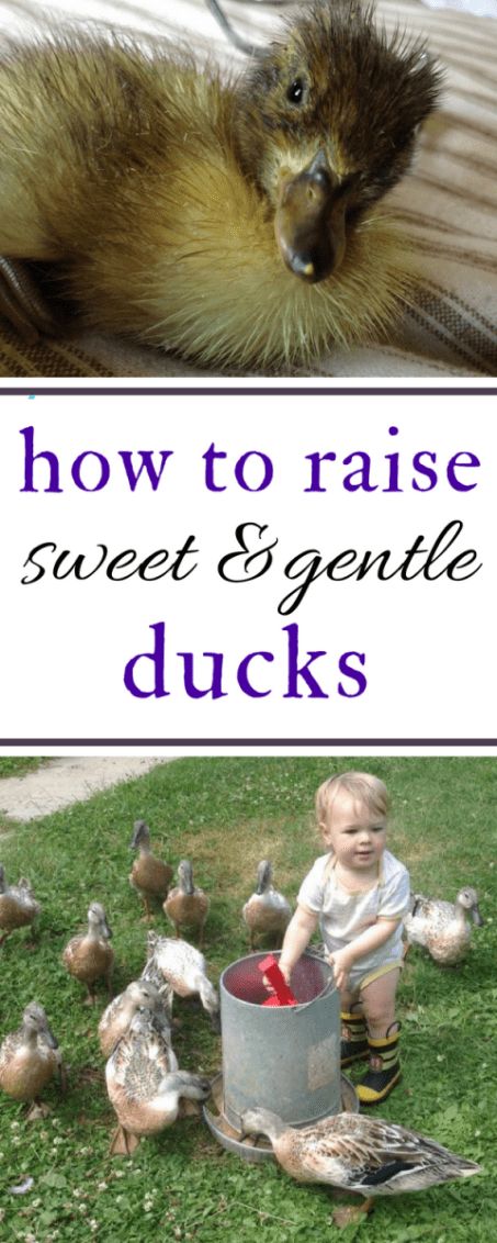 Duck Coop Ideas, Duck Pens, Backyard Ducks, Baby Chicks Raising, Duck Coop, Duck Farming, Raising Ducks, Portable Chicken Coop, Pet Ducks