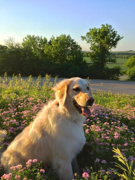 Dogs In Garden, Dog Nature Aesthetic, Botanical Garden Aesthetic, Dog In Garden, Dog In Flowers, Cottagecore Dog, Golden Retriever Flowers, Red Retriever, White Retriever