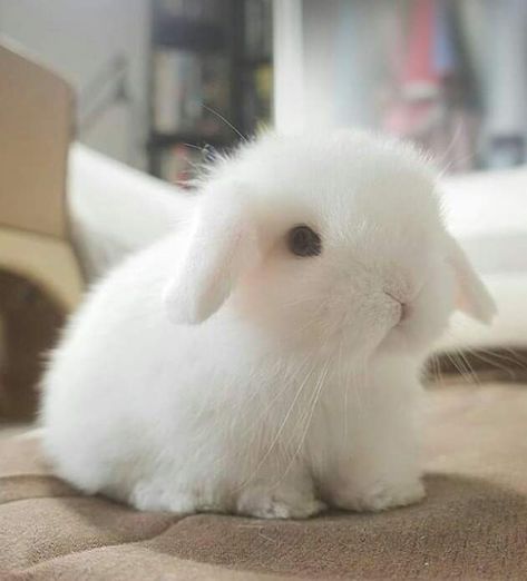 Tiny Baby Animals, Cutest Bunny Ever, Cute Bunny Pictures, Cute Animals Puppies, Bunny Pictures, Cute Squirrel, Kawaii Plushies, Cute Animal Photos