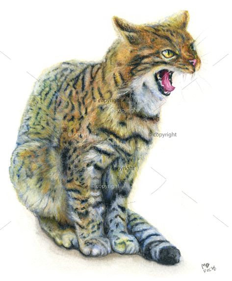 Wild Cat Drawing, Wildcat Drawing, Scottish Wildcat, Pencil Artwork, Watercolour Pencils, Cat Art Print, Uk Artist, Watercolor Pencils, Drawing Prints