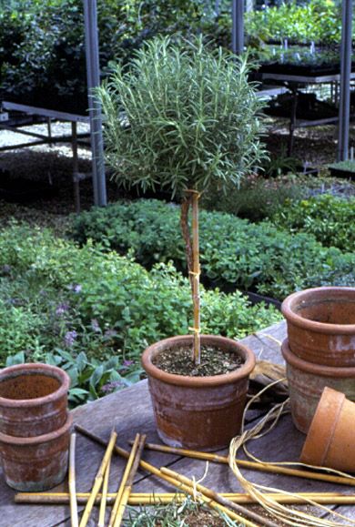 . Rosemary Topiary, Topiary Diy, Tattoo Plant, Container Planting, Jardim Diy, Herb Gardens, Herb Gardening, Midwest Living, Garden Urns