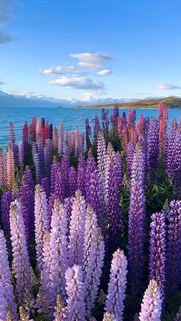 Kyle Kotajarvi on Instagram: "Lupines, the colorful flowers everywhere around New Zealand’s South Island, are actually invasive weeds that the government is actively trying to eradicate. So beautiful while they’re still around though 💐🏔️" Lupines Flowers, New Zealand Flowers, Lupin Flower, Wild Lupine, Planter Boxes Flowers, Desired Features, New Zealand Nature, Crochet Dog Clothes, Lupine Flowers