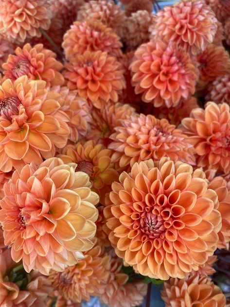 Dhalia Aesthetic Bouquet, Orange Dahlias, Orange Dahlia, Autumn Florals, Fresh Flower Market, Back Garden Design, Skin Color Palette, Burgundy Flowers, Back Garden