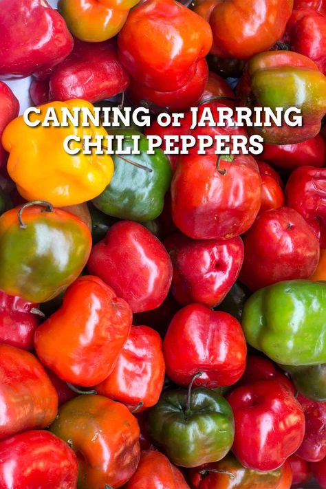 Canning Peppers Canning Chili Peppers, Ground Turkey Chili Recipe Crockpot, Easy Stovetop Chili Recipe, Canning Chili, Pepper Harvest, Canning Peppers, Chili Seasoning Recipe, Spicy Chili Recipe, Homemade Chili Recipe