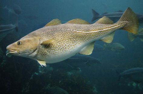 The Atlantic cod is a benthopelagic fish of the family Gadidae, widely consumed by humans. It is also commercially known as cod or codling. Dry cod may be prepared as unsalted stockfish, as cured salt cod or clipfish. Atlantic Cod, Fried Cod, Cod Liver, Cod Fish, Types Of Fish, Newfoundland And Labrador, Wild Food, Big Fish, Newfoundland