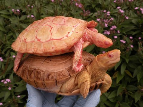 Albino turtles Easy Turtles, Albino Turtle, Pictures Of Turtles, Wood Turtle, Red Eared Slider, Albino Animals, Tortoise Turtle, Turtle Love, Baby Turtles