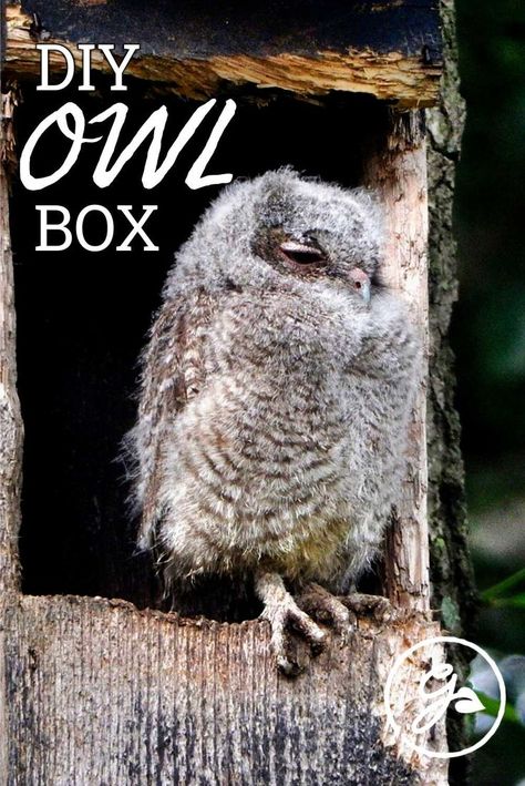 If owls live in your area, building and installing an owl box might attract a pair to your backyard! Get the Know How on this DIY project below. Diy Owl Nesting Boxes, Bird House Ideas Homemade, Owl Nesting Boxes How To Build, Owl Box Plans How To Build, Owl Boxes Diy, Diy Owl House Nesting Boxes, Owl House Diy Ideas, Owl Houses Diy How To Build, Owl Box Diy