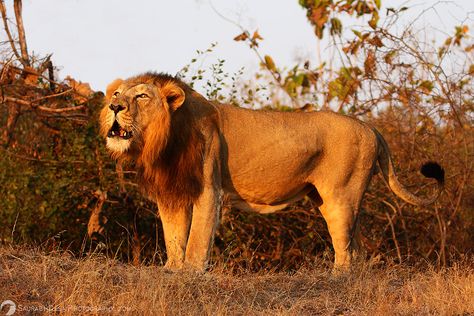 Lions in Central and East Africa Asiatic Lion, Lion Images, African Animals, East Africa, Genetic, Wildlife Photography, Big Cats, Picture Video, Lion