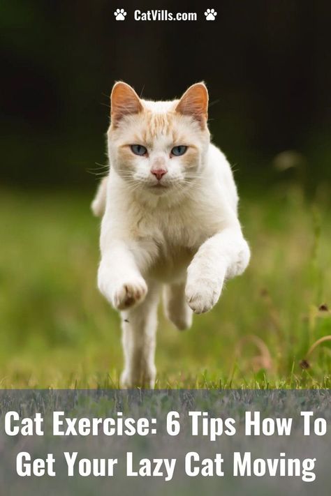 Keep your kitty active and healthy with these fun cat exercise tips! From interactive toys to DIY agility courses, discover ways to keep your feline friend fit and entertained. Cat Exercise, Exercise Activities, Lazy Cat, Exercise Tips, Gain Weight, Interactive Toys, Feline, Kitty