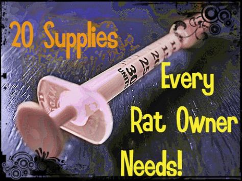 All of these supplies are very important for new and seasoned rat owners. Syringes, for example, can be used to nurse orphaned and abandoned rat kits. Pet Rat Care, Rattus Rattus, Animal Tips, Rat Care, Dumbo Rat, Dumbo Ears, Baby Rats, Rat Toys, Rat Cage