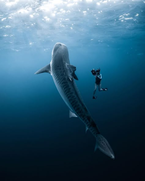 Tiger Shark From Above, Tiger Shark Photography, Shark Tooth Tattoo, Tiger Sharks, Shark Tail, Shark Photos, Shark Pictures, Shark Diving, Tiger Shark