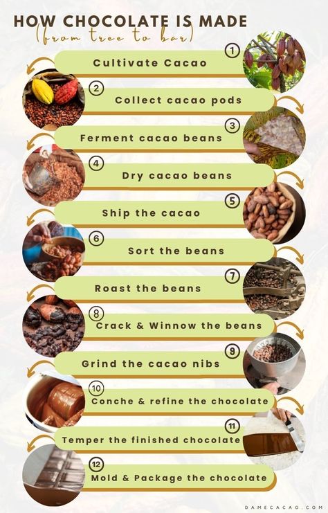 Cocoa Board, Cacao Tree, Chocolate Tasting, History Of Chocolate, Fair Trade Chocolate, Museum Education, Chocolate Labels, Big Chocolate, Chocolate Making