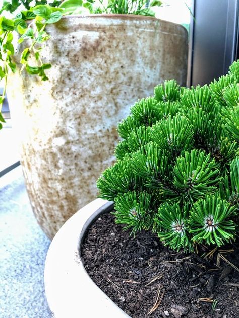 Top Cold-Hardy Evergreens for Container Gardens Evergreen Container, Container Arrangements, Mugo Pine, Pinus Mugo, Emerald Green Arborvitae, Healthy Eating Inspiration, Trough Planters, Mediterranean Landscaping, Plant Tags