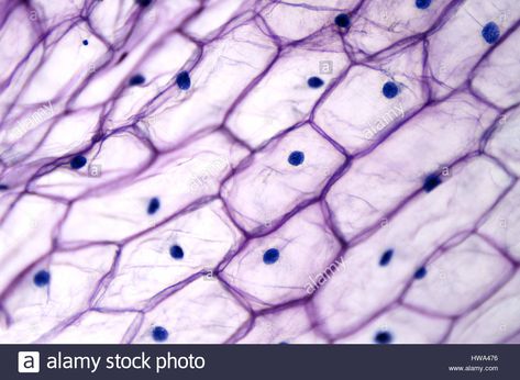 Download this stock image: Onion epidermis with large cells under light microscope. Clear epidermal cells of an onion, Allium cepa, in a single layer. - HWA476 from Alamy's library of millions of high resolution stock photos, illustrations and vectors. Light Microscope, Microscopic Cells, Abstract Science, Drawing Furniture, Constant Headaches, Plasma Membrane, Microscopic Images, Plant Tissue, Plant Cell