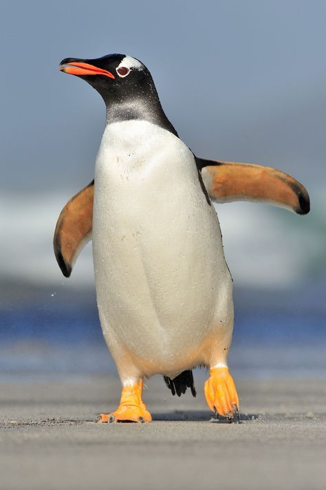 A Gentoo penguin on the Falkland Islands. Picture by Martin van Lokven. Penguin Pictures, Gentoo Penguin, Falkland Islands, Penguin Art, Penguin Love, Aktivitas Montessori, Airbrush Art, Cute Penguins, Animal Photo