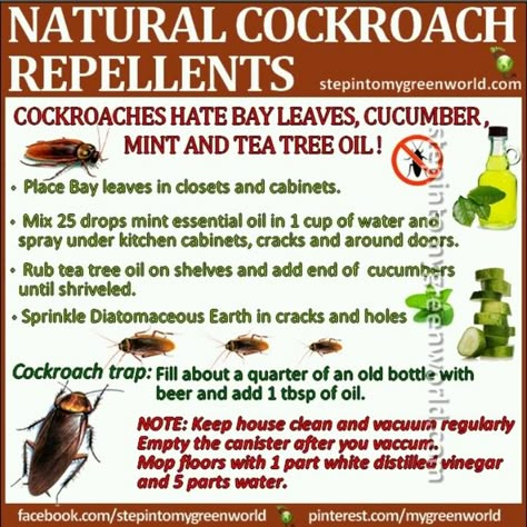 If you want to get rid of cockroaches that present in your home, we recommend you try this trick which is very effective. Cockroach Repellent, Handy Gadgets, Mint Essential Oil, Diy Pest Control, Natural Pest Control, Bug Repellent, Insect Control, Insect Repellent, Back To Nature