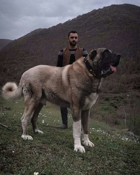 Huge Dogs Breeds, Big Scary Dogs, Sarabi Dog, Massive Dog Breeds, Kangal Shepherd, Worlds Biggest Dog, Very Big Dog, Alabai Dog, Massive Dogs