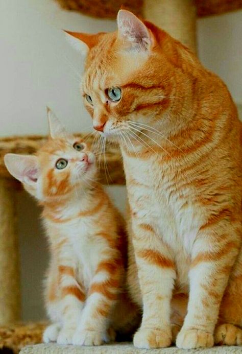 Image Chat, Two Cats, Mama Cat, Haiwan Peliharaan, Orange Tabby, Cat Aesthetic, Cute Cats And Kittens, Cat Sitting, Beautiful Cat