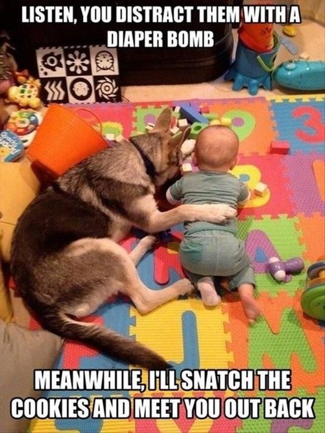 Who’s The Genius Here? - Cheezburger - Making internetz lol since 2007 Baby German Shepherds, Cute Animals With Funny Captions, Funny Baby Pictures, Funny Animals With Captions, Funny Baby Memes, Funny Pictures For Kids, Baby Memes, Silly Dogs, Funny Captions