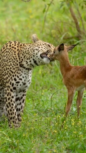 Big Cats & Nature Photography | Safari | Travel on Instagram: "The Kapen Leopard female, an impala lamb and a hyena. by MalaMala guest @scott_e_allen_photography and ranger @garethnuttallsmith Featuring @malamalagamereserve Congratulations on your feature with @big_cats_nature_photography To get Featured 🐾#naturewildlifephotography 🐾 #natgeo #natgeowild #natgeowildlife #instagram #wildlifeofinstagram #nature #wildlife #photography #featured #naturephotography #wildlifephotography #follow #feature #big5 #safari #africa #beautiful #viral #natgeo #natgeoyourshot #love #beautiful #leopardsofinstagram #leopard #southafrica #malamalagamereserve #malamala #beautiful #impala #hyena #reel #reelsinstagram" Beautiful Animals Videos, Mother Animals, Cute Animals Videos, Animal Videos Funny, Funny Animal Clips, Wild Animals Videos, Animal Attack, Amazing Animal Pictures, Scary Animals