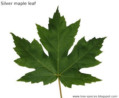 Silver Maple Acer saccharinum leaf. Can vary in color from green to red in autumn months. Maple Tree Tattoos, Leaves Pictures, Silver Maple Tree, Simple Tree House, Birch Tree Wedding, Oak Tree Tattoo, Red Maple Tree, Tree Painting Canvas, Silver Maple Leaf