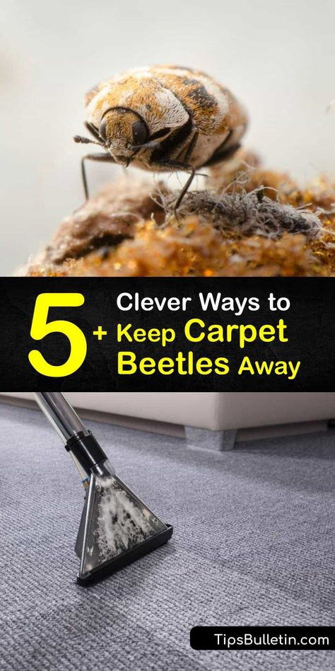 Carpet Beetles How To Get Rid Of, Carpet Bugs, Beetle Larvae, Carpet Beetles, Diy Bug Spray, Diatomaceous Earth Food Grade, Diy Household Cleaners, Kill Bugs, Rid Of Bed Bugs