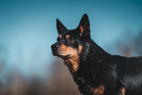 Lancashire Heeler Dog Breed Health and Care | PetMD Lancashire Heeler, Heeler Dog, Heeler Puppies, Manchester Terrier, Rare Dogs, Loyal Dogs, Working Dogs, Pet Parent, Dog Breed