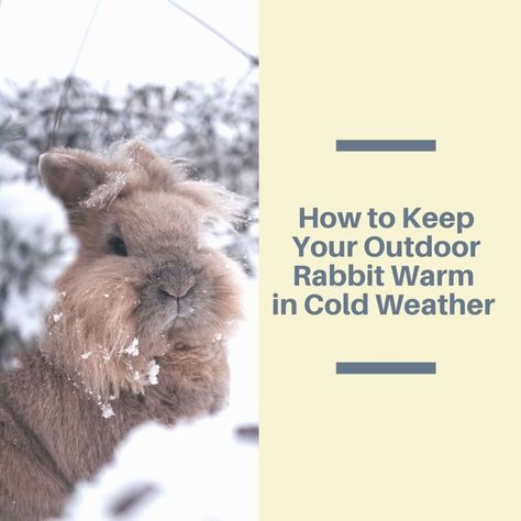 Keeping rabbits outside in the winter can be very challenging. Here are a few tips to safely keep your rabbits warm, fed, and watered during cold weather. Winter Proofing Rabbit Hutch, Outdoor Rabbit Enclosure Diy Winter, Rabbit Colony Ideas, Rabbit Pen Outdoor, Rabbits Outside, What To Feed Rabbits, Indoor Hutch, Micro Homestead, Rabbit Waterer