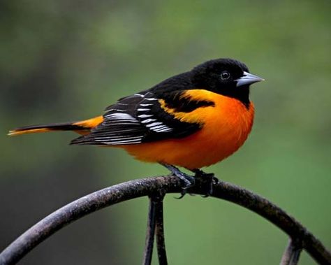 big fat orange oriole | tiny FAT birds | Pinterest Bird Song, Kinds Of Birds, Colorful Bird, Nature Birds, Backyard Birds, All Birds, Bird Pictures, Exotic Birds, Pretty Birds