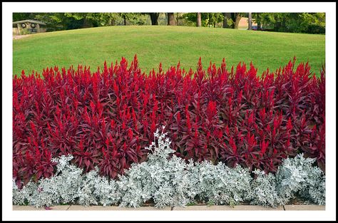 Celosia Flower Landscaping, Dusty Miller Plant, Colorful Landscaping, Shade Landscaping, Hidden Lake, Lake Garden, Front Garden Landscape, Garden Flower Beds, Dusty Miller