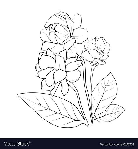 Jasmine Flowers Drawing, Jasmin Flower Drawing, Jasmine Flower Drawing Tattoo, Jasmine Flower Sketch, Flower Drawing Outline, Jasmine Flower Drawing, Flower Drawing Tattoo, Flower Tattoo Simple, Jasmine Flower Tattoo