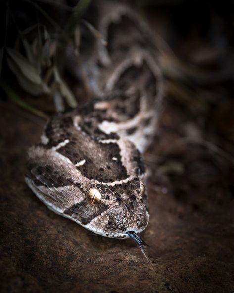 Puff Adder Puff Adder, Snakes