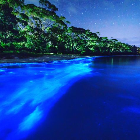 Bioluminescent Bay, Vieques, Puerto Rico...also known as Mosquito Bay. Bioluminescent Bay, Cathedral Cove, Mexican Beaches, Puerto Escondido, Porto Rico, Beaches In The World, Most Beautiful Beaches, Beach Town, Maldives