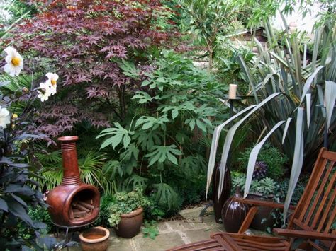 Fatsia polycarpa (centre) ﻿ One of the staple plants to many British Exotic Gardens is Fatsia japonica, a glossy large leafed araliad ... Fatsia Japonica, Narrow Garden, Eden Garden, Jungle Gardens, Hot Tub Garden, Diy Raised Garden, Small Backyard Gardens, Market Garden, Garden Makeover