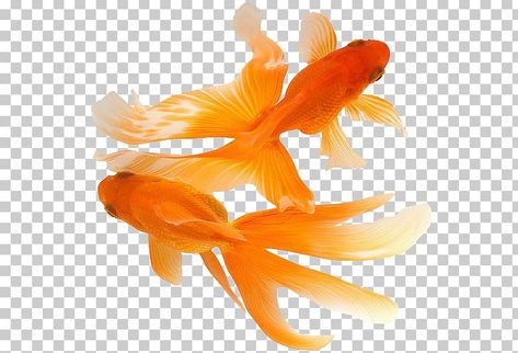 Koifish Aesthetic, Fish Png Aesthetic, Fish Png, Transparent Fish, Fish Feeder, Fish Feed, Png Aesthetic, Krishna Photos, Fish Painting