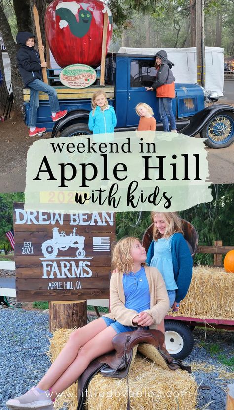 How to spend a weekend in Apple Hill with kids. Apple Hill California, California With Kids, Apple Hill, Baby Otter, Baby Otters, Summer Goals, Apple Orchard, What To Eat, Northern California