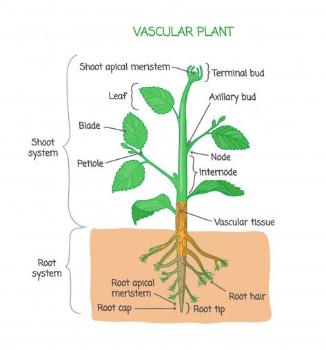 Plant biological structure diagram Premi... | Premium Vector #Freepik #vector #poster #leaf #education #green Root Diagram, Roots Drawing, Biology Plants, Plant Structure, Nature Education, Tissue Types, Plant Tissue, Chemistry Lessons, Plant Labels