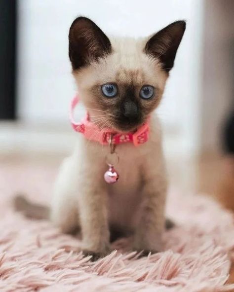 6 Intriguing Facts About Seal Point Siamese cats | Siameseofday Chocolate Point Siamese, Seal Point Siamese, Blue Point, Changing Habits, Paw Pads, Fat Cats, Coat Patterns, Siamese Cats, Types Of Food