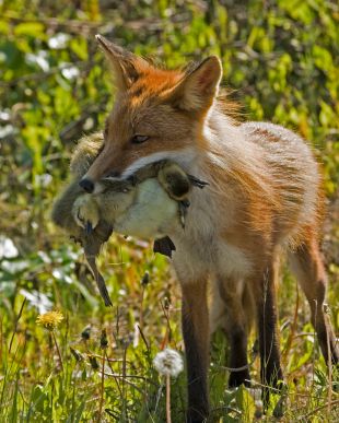 I feel sad for the animal in the foxes mouth !!!!!!!!!!!!!!!!!!!!!! Fox Facts For Kids, Arctic Fox Facts, Fox Eat, Fox Facts, Fox Species, Red Foxes, Happy Fox, Vegan Art, Fox Animal