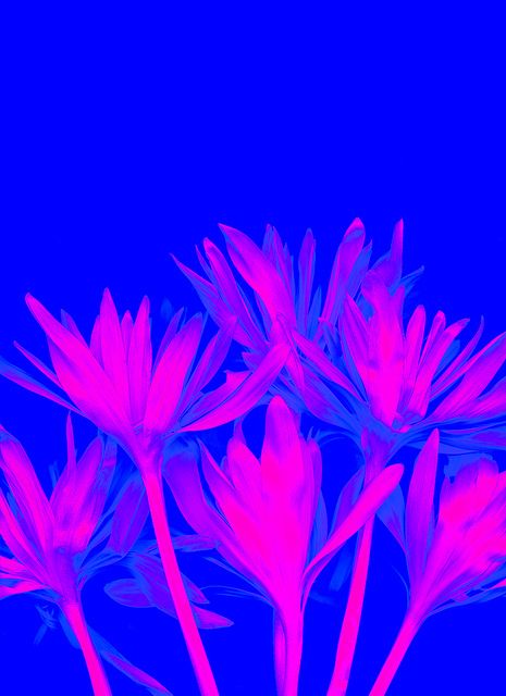 #fluo Leadership Branding, Neon Flowers, Bright Winter, Fluorescent Colors, Night Garden, Tumbler Cups Diy, Inspiring Things, Pretty Wallpaper Iphone, Photography Wallpaper