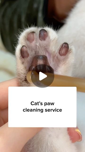 1.1M views · 29K likes | Cuddles Meow on Instagram: "Get this Paw Ointment to keep your cat’s toebeans moisturized! 😻✨" Cat's Paw, Animal Health, Cat S, March 4, Pet Health, Moisturizer, Kitty, Health, Animals