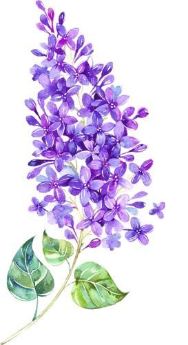 Hur Man Ritar Blommor, Lilac Tattoo, Seni Resin, Lilac Painting, Floating Flower, Flower Png Images, Acrylic Painting Flowers, Floating Flowers, Watercolor Flower Art