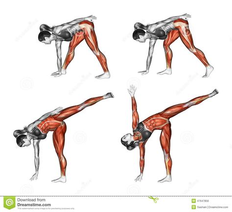 Pose Stock Illustrations, Vectors, & Clipart – (40,586 Stock ... Half Moon Pose, Ardha Chandrasana, Yoga Muscles, Yoga Relaxation, Yoga Kundalini, Yoga Anatomy, Best Ab Workout, Trening Fitness, Yoga Posen