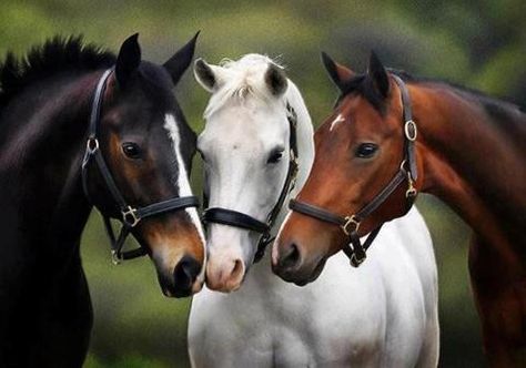 From I am a horse addict's Facebook photos. Three Horses, All The Pretty Horses, Horse Crazy, I Love Horses, Pretty Horses, Love Horses, Horse Pictures, Horse Love, Donkeys