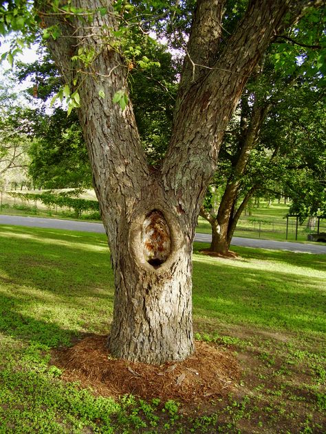 When trees develop holes or hollow trunks, this can be a concern for many homeowners. Will a tree with a hollow trunk or holes die? Should you be patching a tree hole or hollow tree? Read here to find out. Mandevilla Vine, Hollow Tree, Sycamore Tree, Tree Removal, Tree Trunks, Shade Trees, Tree Care, Fairy Doors, Easy Plants