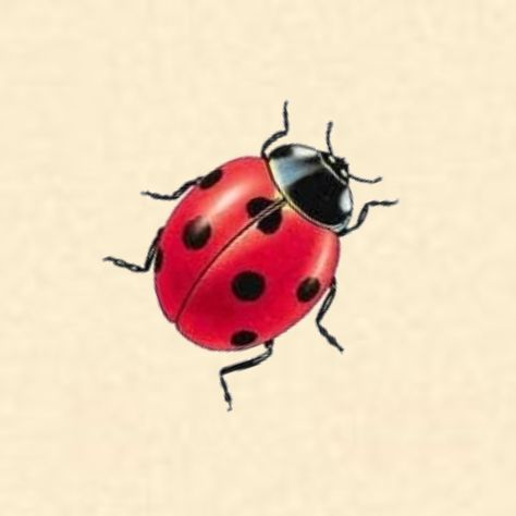 Ladybug Pictures Image, Ladybug Tattoo Stencil, Unique Friendship Tattoos, Unique Best Friend Tattoos, Amy Tattoo, Bff Tattoo Ideas, Ladybird Tattoo, Ladybug Tattoos, Ladybug Drawing