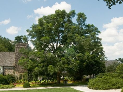 Gymnocladus dioicus (Kentucky coffee-tree): Go Botany Kentucky Coffee Tree, Patio Trees, Coffee Tree, Street Trees, Red Bud, Parts Of A Flower, Shade Trees, Sun And Water, Bluish Green