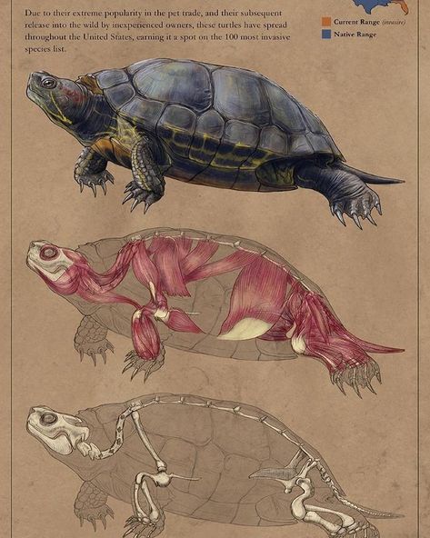 Turtle Anatomy  #turtle #anatomy #animalanatomy #reptile #herp #herpetology #digitalart #redearedslider #invasivespecies #share #sarahdahlingerart #sciart #sciomm Turtle Anatomy, Animal Skeletons, Muscle Anatomy, Animal Anatomy, Human Figure Drawing, Animal Study, Animal Science, Animal Bones, Scientific Illustration